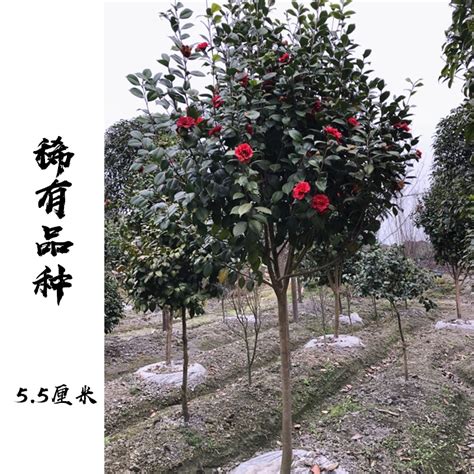 門前種茶花好嗎|茶花树栽在大门前好吗？